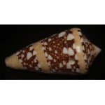 Conus ammiralis